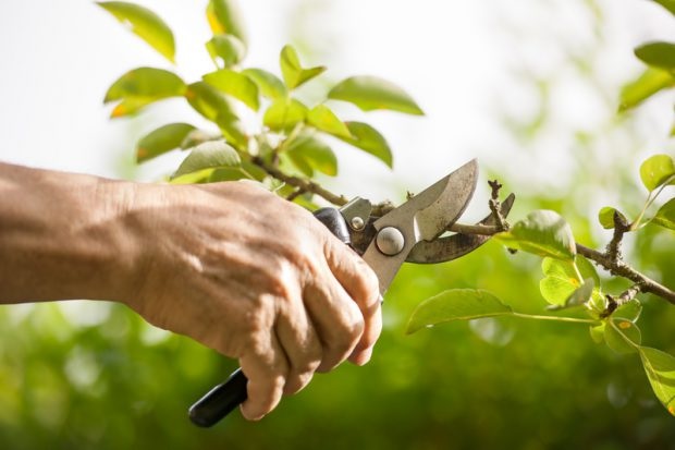 tree pruning